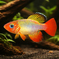 Red-Finned Notho — tropical fish for sale UK — AI hero driftwood view