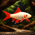 Rainbow Shark — RED FINNED Ruby Shark (Epalzeorhynchos frenatum) - UK — AI hero driftwood view
