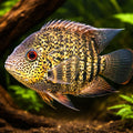  — tropical fish for sale UK — AI hero driftwood view