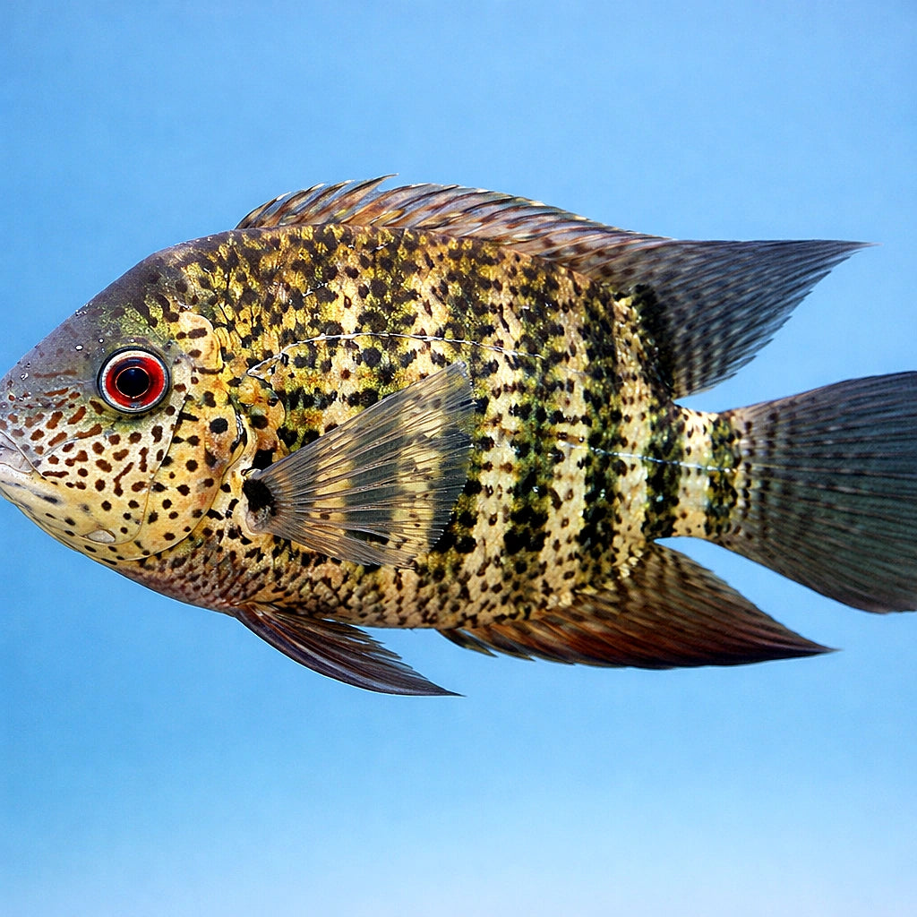 — tropical fish for sale UK — AI side clean view