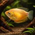 Red Honey Gourami — tropical fish for sale UK — AI hero driftwood view