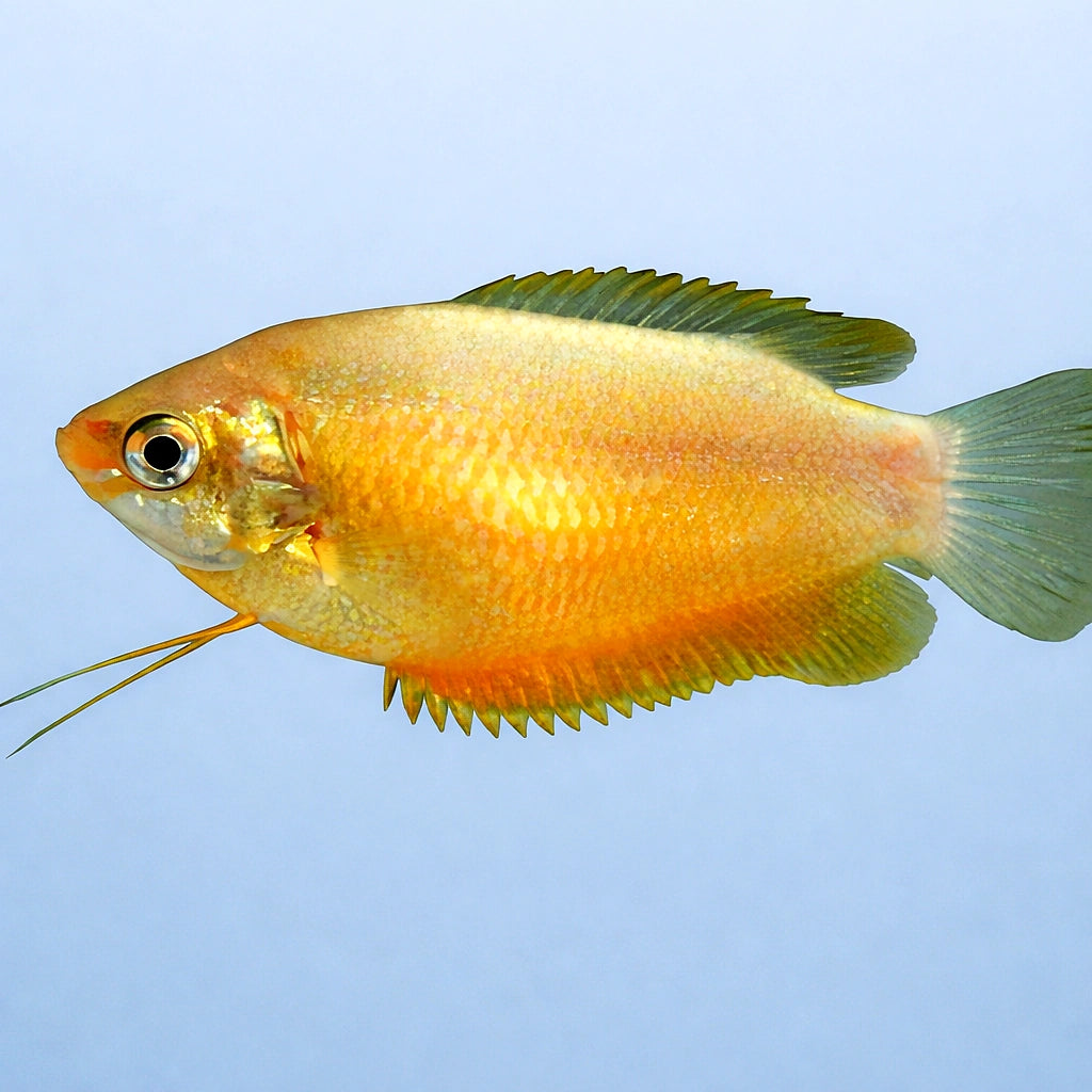 Red Honey Gourami — tropical fish for sale UK — AI side clean view
