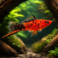 Red Marble — Swordtails for sale UK — AI hero driftwood view