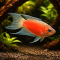  — tropical fish for sale UK — AI hero driftwood view