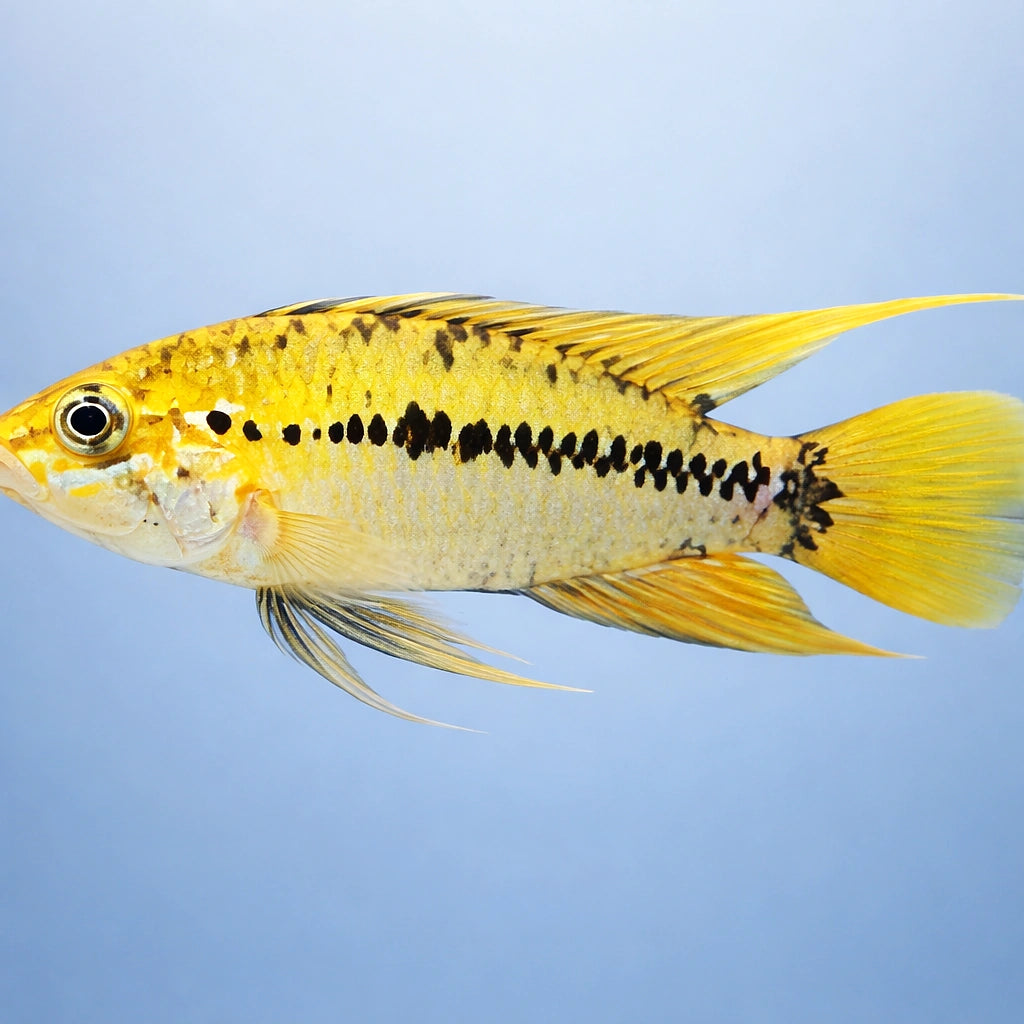 Red Point Dwarf Cichlid — tropical fish for sale UK — AI side clean view