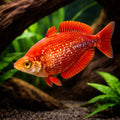 Red Rainbowfish (Glossolepis incisus) — AI hero driftwood view