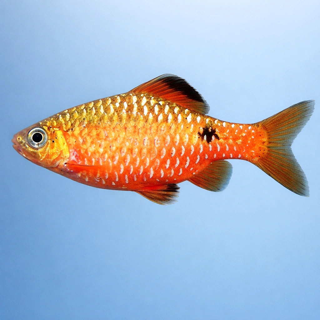 Red Rosy Barb — AI side clean view