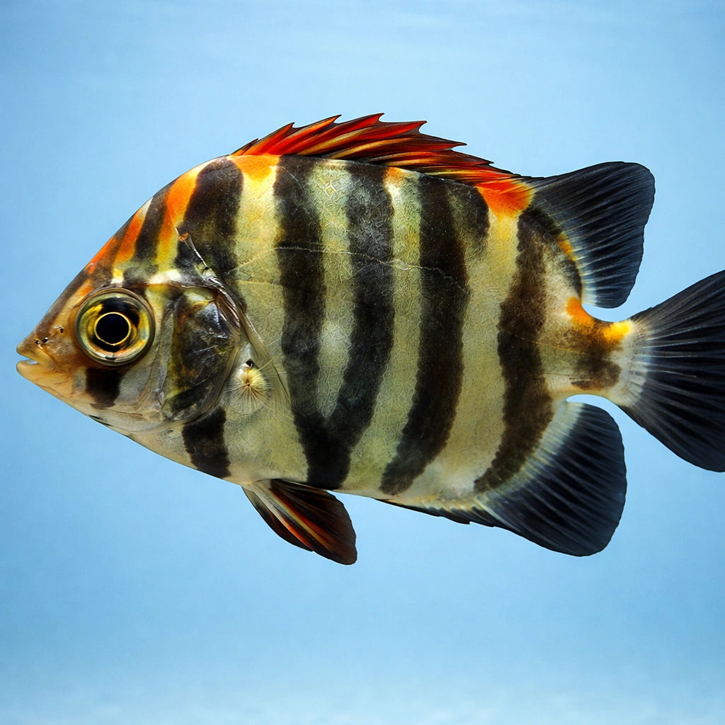 Red Scat — tropical fish for sale UK — AI side clean view