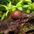 Red Spotted Nerite Snail — tropical fish for sale UK — AI natural aquarium view