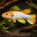 Red-Spotted Spot-Finned Killie — tropical fish for sale UK — AI hero driftwood view