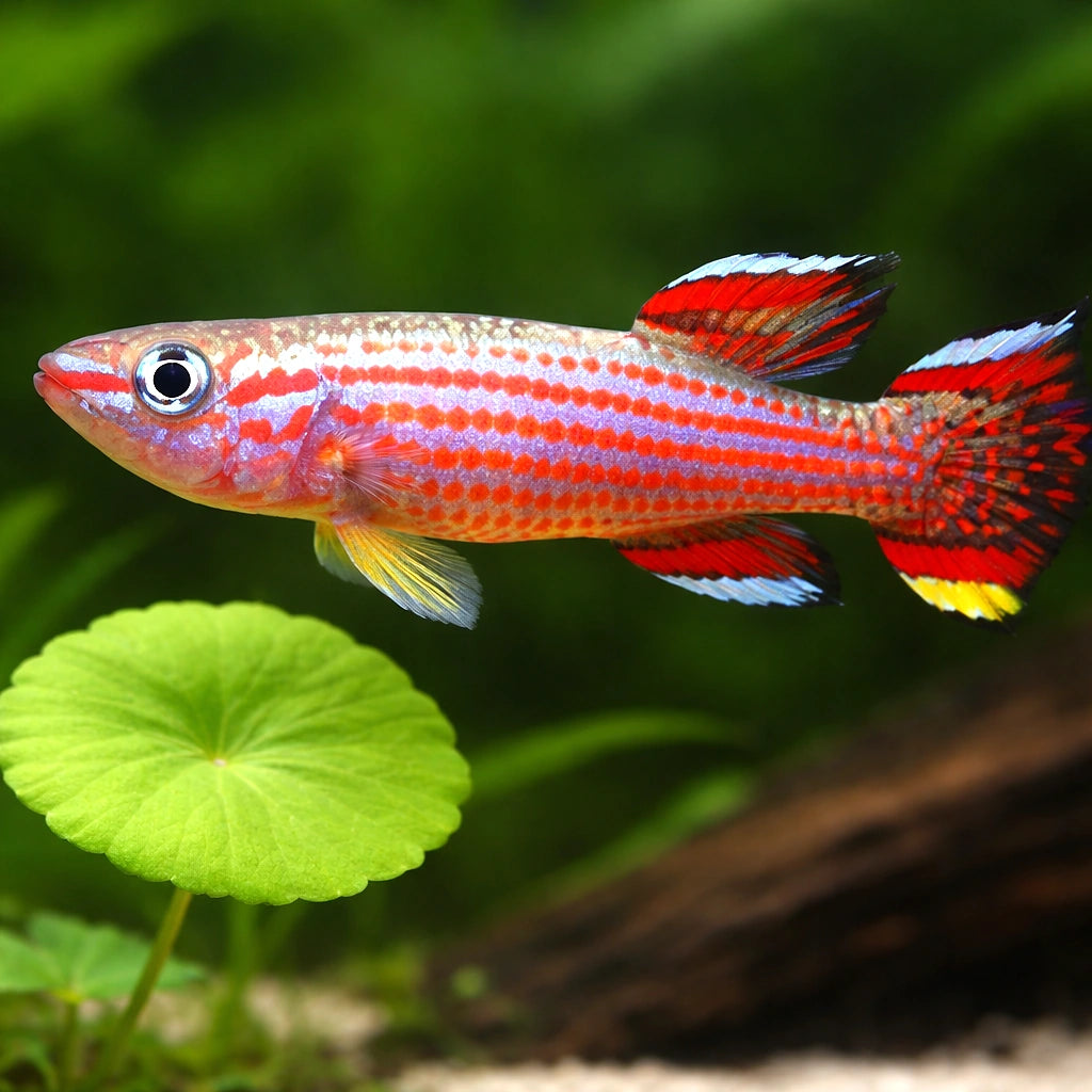 Red-Striped Killie — tropical fish for sale UK — AI scale plant view