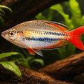 Red-Striped Splendid Rainbow — tropical fish for sale UK — AI hero driftwood view