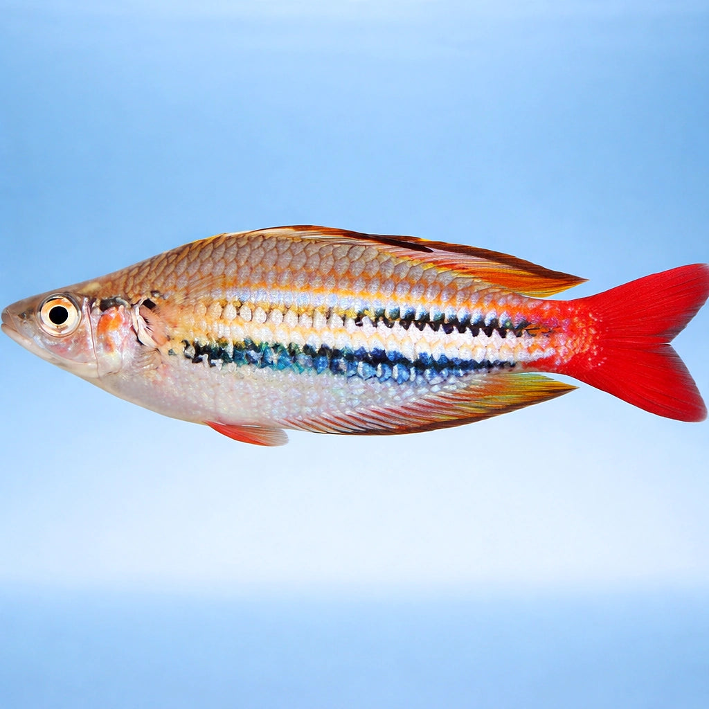Red-Striped Splendid Rainbow — tropical fish for sale UK — AI side clean view