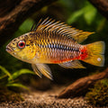 Red stroke Dwarf Cichlid — tropical fish for sale UK — AI hero driftwood view