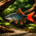  — tropical fish for sale UK — AI hero driftwood view