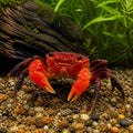 Red tomato crab — tropical fish for sale UK — AI natural aquarium view