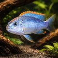 Red Top Colbalt — tropical fish for sale UK — AI hero driftwood view