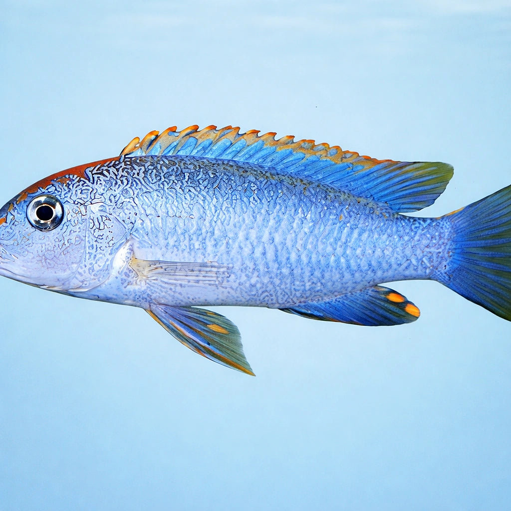 Red Top Colbalt — tropical fish for sale UK — AI side clean view
