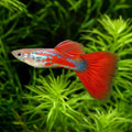 Red Turquoise Male Guppy (Poecilia reticulata) — AI natural aquarium view