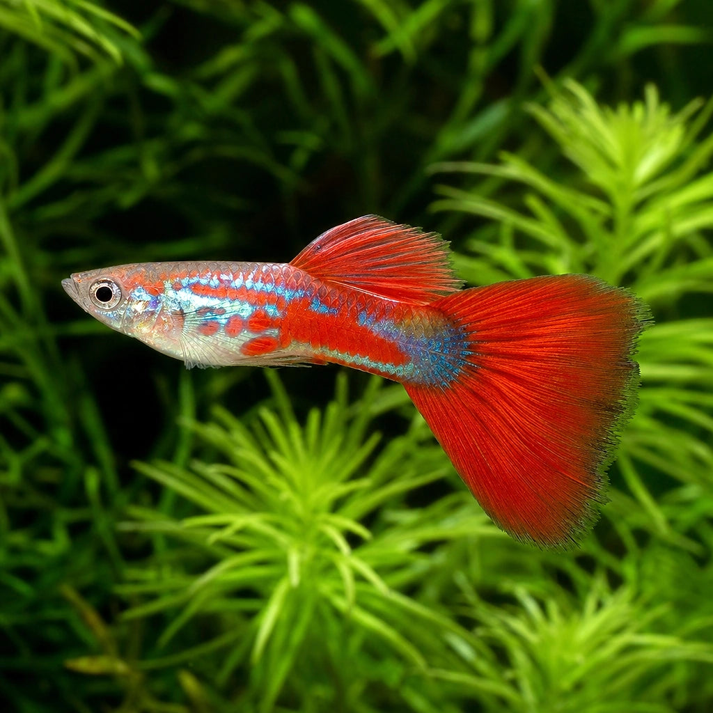 Red Turquoise Male Guppy (Poecilia reticulata) — AI natural aquarium view