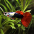 Red Tuxedo Guppy Male (Poecilia reticulata) — AI natural aquarium view