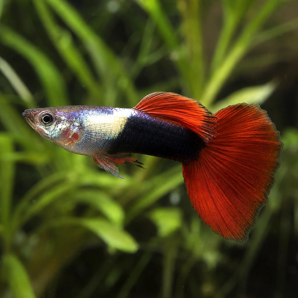 Red Tuxedo Guppy Male (Poecilia reticulata) — AI natural aquarium view