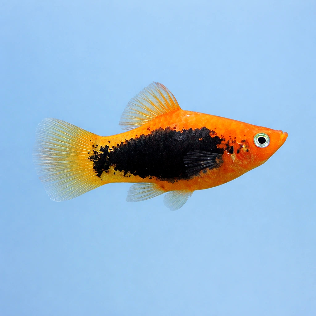 Red Tuxedo — Platy for sale UK — AI side clean view
