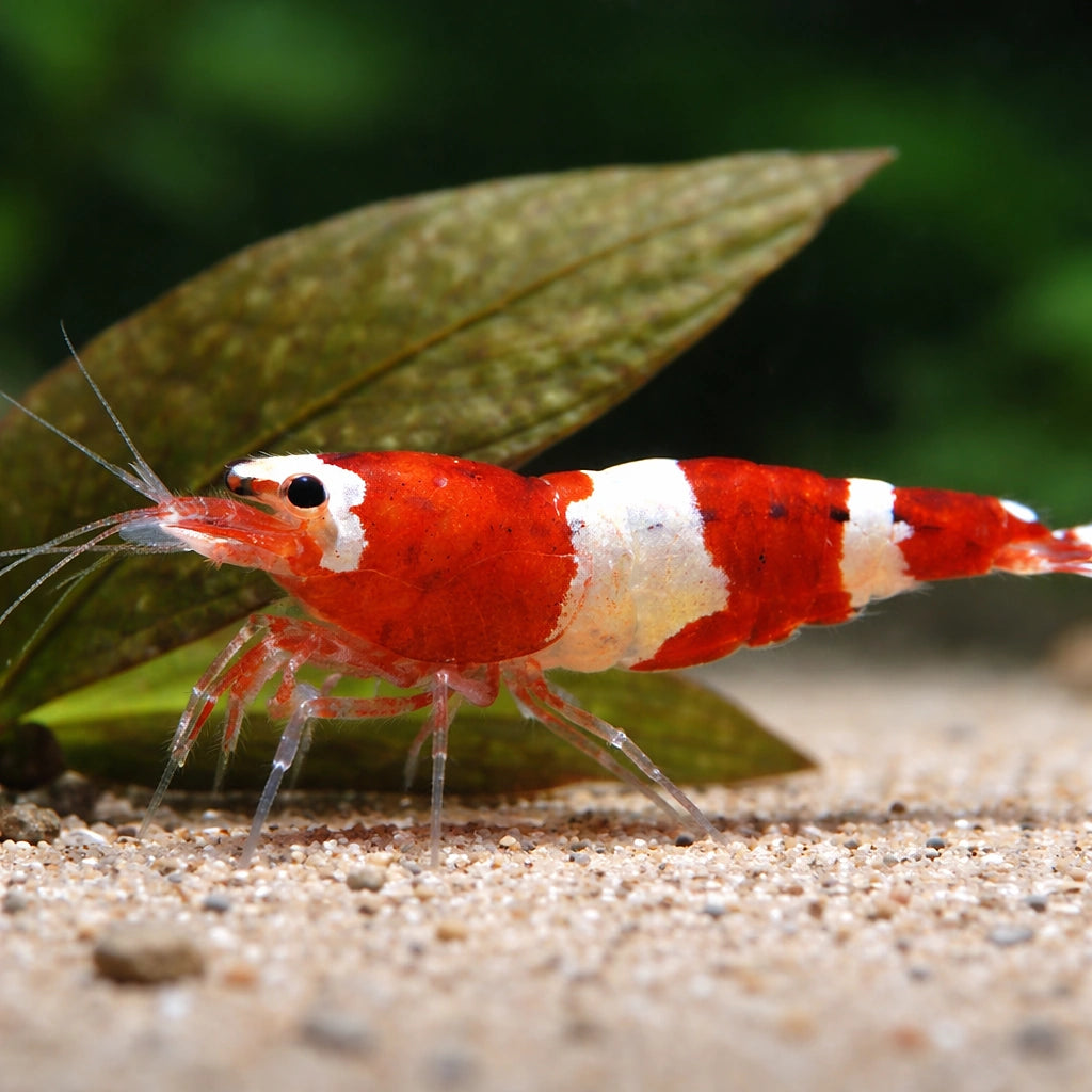 Red Wine — Shrimp for sale UK — AI scale plant view