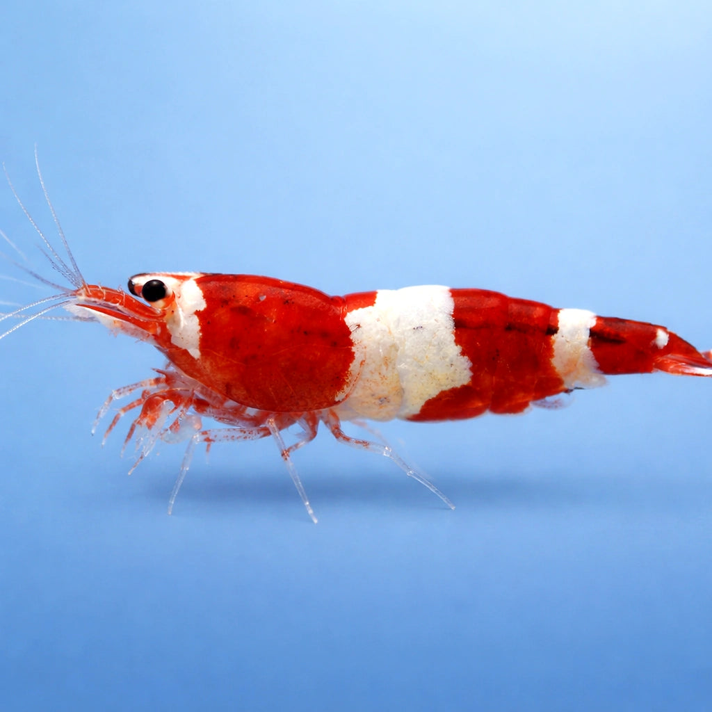 Red Wine — Shrimp for sale UK — AI side clean view