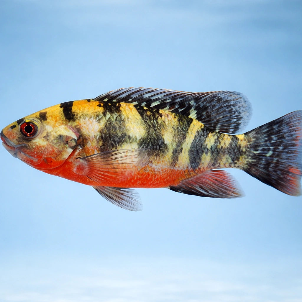 Redbelly tilapia — tropical fish for sale UK — AI side clean view