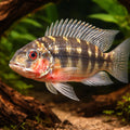  — tropical fish for sale UK — AI hero driftwood view