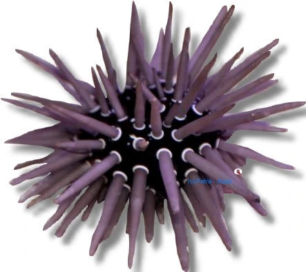 Medium reef urchin Echinometra viridis marine invertebrate on rock in a saltwater aquarium