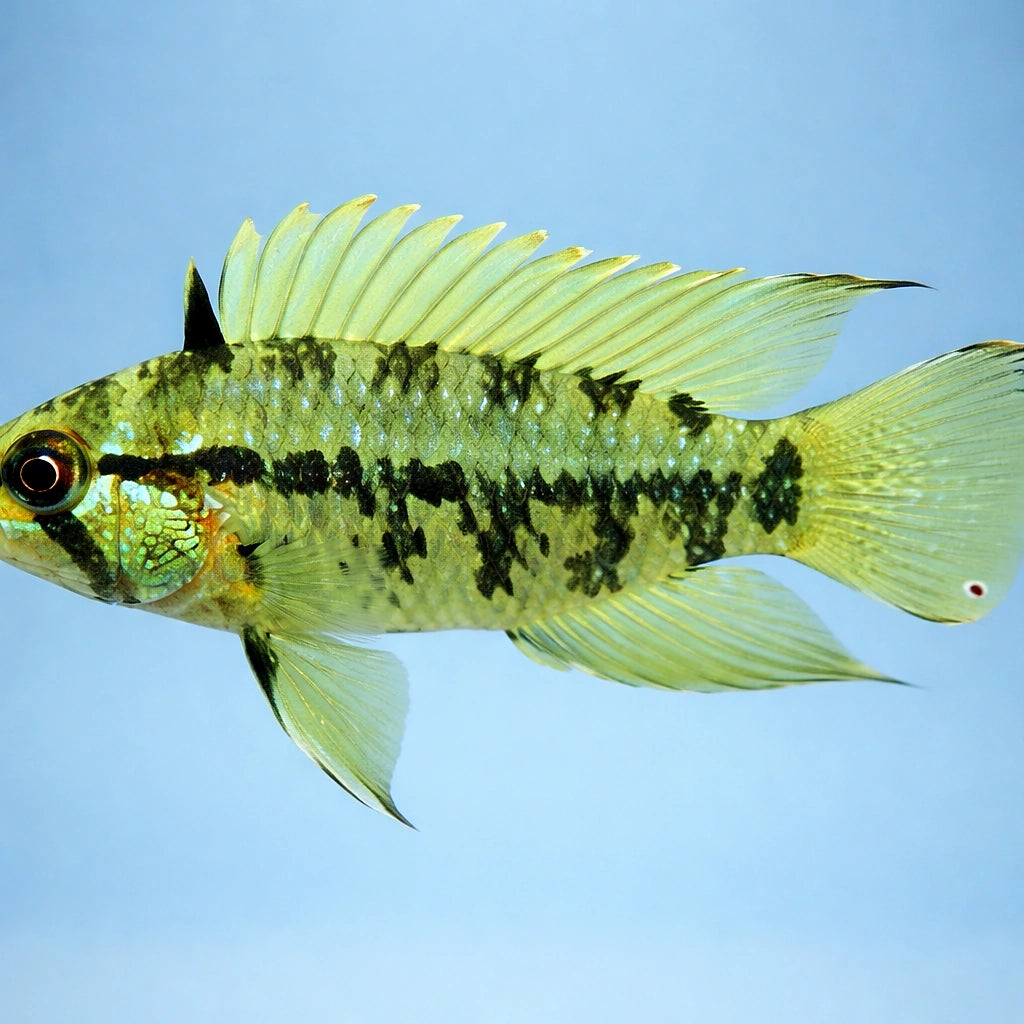 Reticulosa Dwarf Cichlid red mask — tropical fish for sale UK — AI side clean view