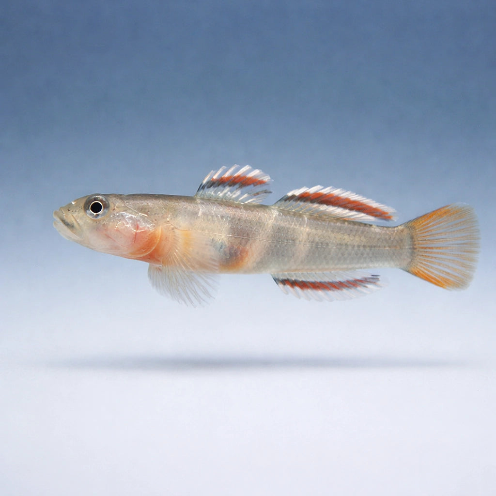 Rhinogobius red white edge 3 - — tropical fish for sale UK — AI side clean view