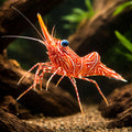 Rhynchocinetes durbanensis Dancing Camel Shrimp — tropical fish for sale UK — AI hero driftwood view