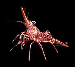 Medium Rhynchocinetes durbanensis dancing camel shrimp with red and white markings on live rock in a marine aquarium