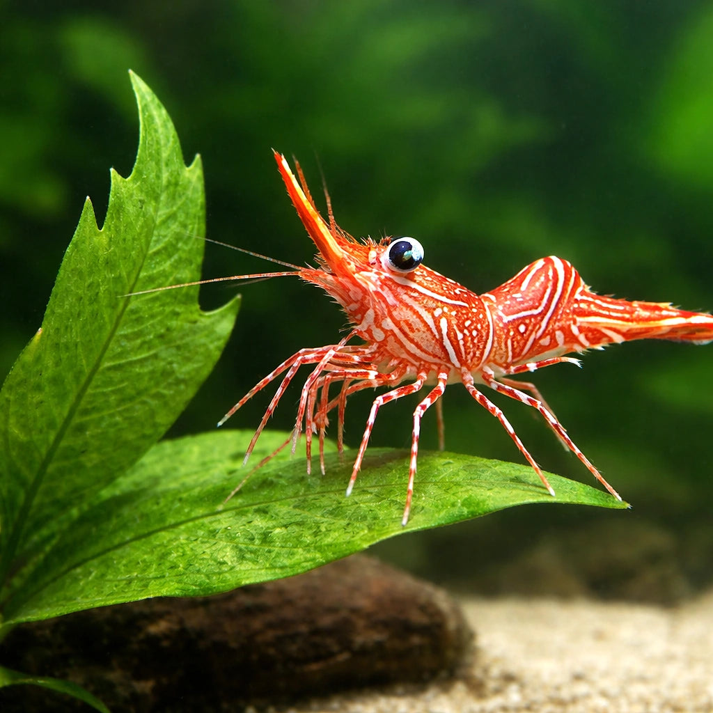 Rhynchocinetes durbanensis Dancing Camel Shrimp — tropical fish for sale UK — AI scale plant view