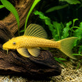 Rineloricaria parva gold — tropical fish for sale UK — AI natural aquarium view