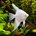 Rio Japura Albino Angelfish (Pterophyllum scalare) - UK — AI natural aquarium view