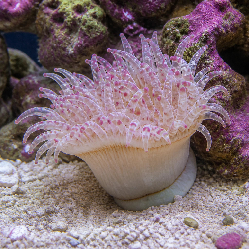 Rock flower anemone — tropical fish for sale UK — AI natural aquarium view