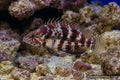 Juvenile Rockmover Wrasse Novaculichthys taeniourus with mottled reef-rubble camouflage - AI-generated reference image