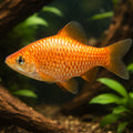 Rosy Barb Diamond — tropical fish for sale UK — AI hero driftwood view