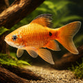 Rosy Barb Gold Long Fin — tropical fish for sale UK — AI hero driftwood view