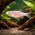 — tropical fish for sale UK — AI hero driftwood view