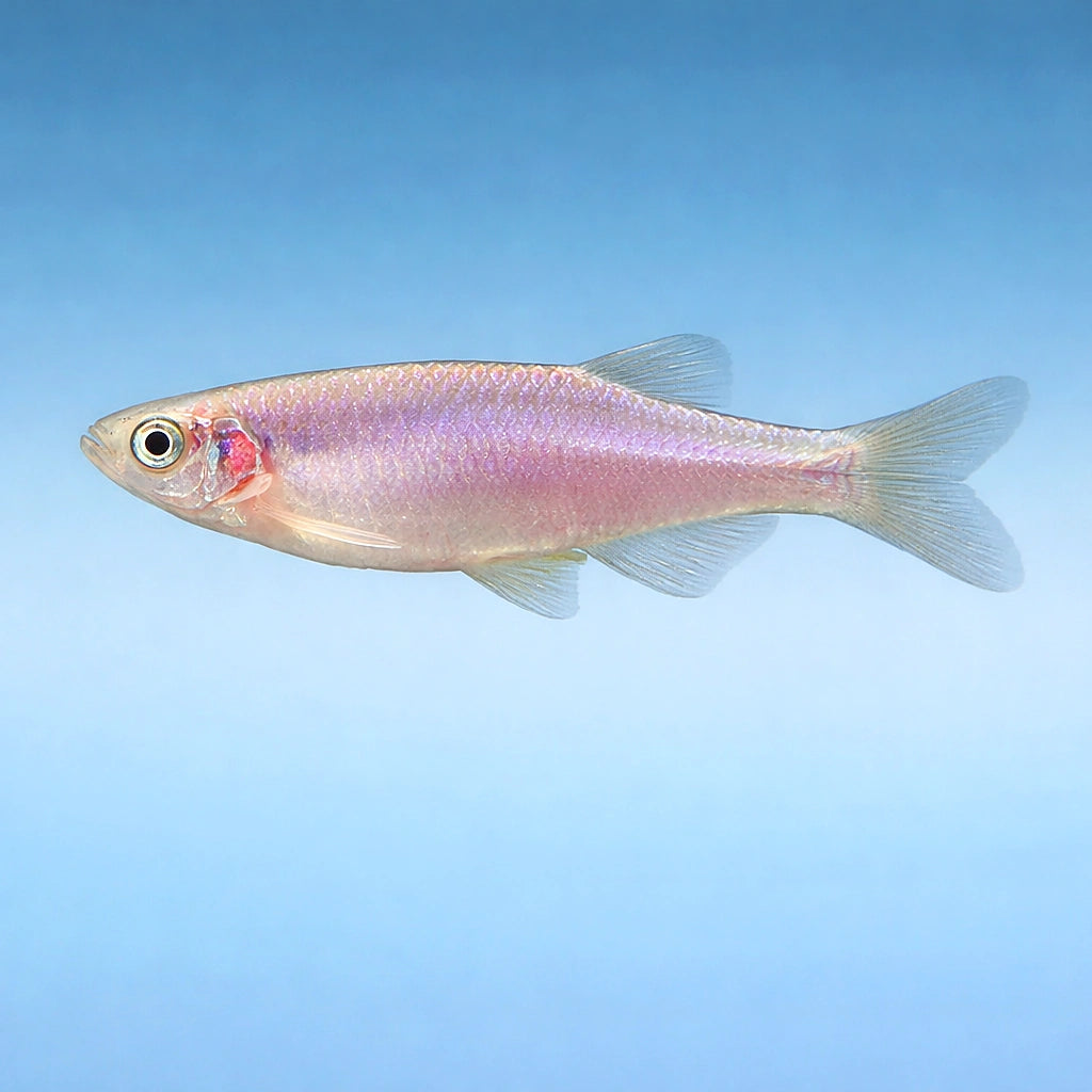  — tropical fish for sale UK — AI side clean view