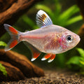 Rosy Tetra — South American Tetra for sale UK — AI hero driftwood view
