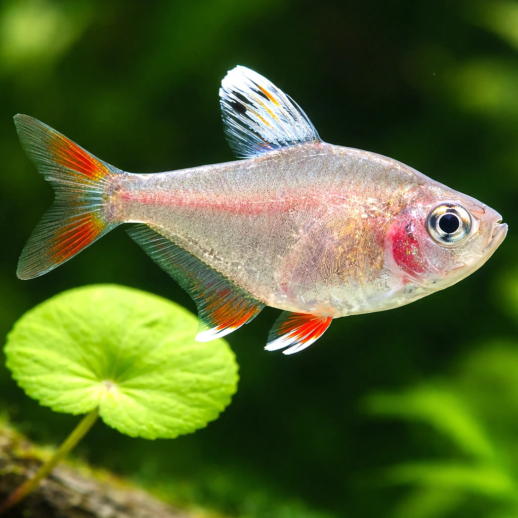 Rosy Tetra — South American Tetra for sale UK — AI scale plant view