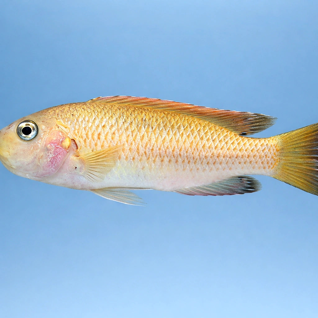  — tropical fish for sale UK — AI side clean view
