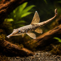  — tropical fish for sale UK — AI hero driftwood view