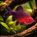 Ruby Barb — Barbs for sale UK — AI hero driftwood view
